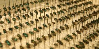 Research: New fly species found in Indiana may indicate changing climate —