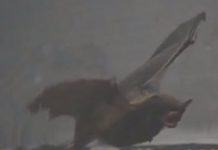 Research: Clues to how birds began to fly —