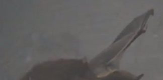 Research: Clues to how birds began to fly —