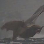 Study: The stress-free way to listen to your unborn baby’s heart — (Details)