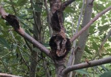 Research: Genetic behavior reveals cause of death in poplars essential to ecosystems, industry —