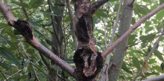 Research: Genetic behavior reveals cause of death in poplars essential to ecosystems, industry —