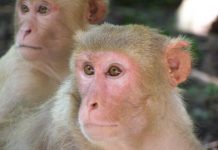 Research: Facial resemblance of rhesus macaques with their parents increases with age —