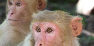 Research: Facial resemblance of rhesus macaques with their parents increases with age —