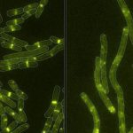 Study: With a microbe-produced toxin, bacteria prove old dogs can learn new tricks — (Details)