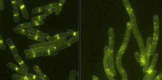 Study: With a microbe-produced toxin, bacteria prove old dogs can learn new tricks — (Details)