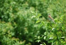 Research: Invasive forage grass leads to grassland bird decline —