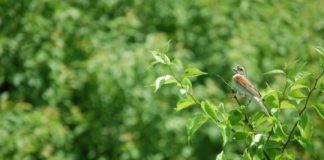 Research: Invasive forage grass leads to grassland bird decline —