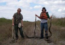 Research: Genomic evidence of rapid adaptation of invasive Burmese pythons in Florida —