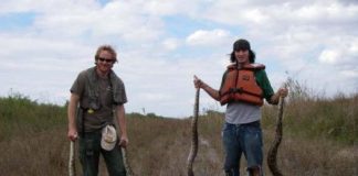 Research: Genomic evidence of rapid adaptation of invasive Burmese pythons in Florida —