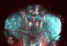 Research: New technique reveals limb control in flies — and maybe robots —