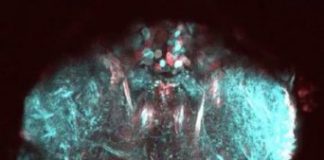 Research: New technique reveals limb control in flies — and maybe robots —