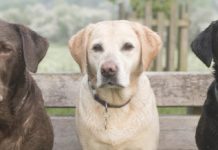 Research: A dog’s color could impact longevity, increase health issues —