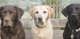 Research: A dog’s color could impact longevity, increase health issues —