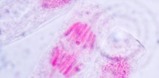 Research: New human cell structure discovered —