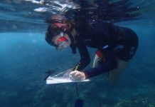 Research: Fish give up the fight after coral bleaching —