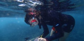 Research: Fish give up the fight after coral bleaching —