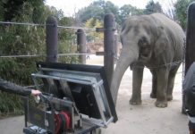 Research: Experimental evidence shows that Asian elephants possess numerical skills similar to those in humans —