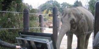 Research: Experimental evidence shows that Asian elephants possess numerical skills similar to those in humans —