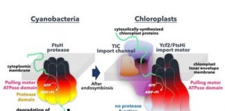 Research: Huge motor complex imports proteins into chloroplasts —