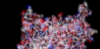 Study: New mechanism of action in a first-line drug for diabetes — (Details)