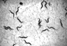 Research: Life-extending effects in worms could one day translate into treatments that delay ageing in humans —
