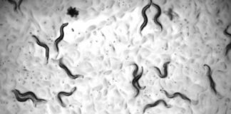 Research: Life-extending effects in worms could one day translate into treatments that delay ageing in humans —