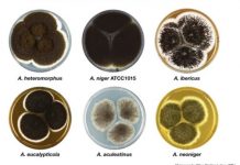 Research: Researchers build a genetic profile for a section of Aspergillus fungi —