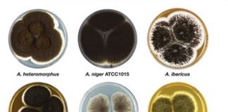 Research: Researchers build a genetic profile for a section of Aspergillus fungi —
