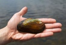 Tech: Fracking wastewater accumulation found in freshwater mussels’ shells — (Report)