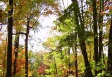 Research: Availability of nitrogen to plants is declining as climate warms —