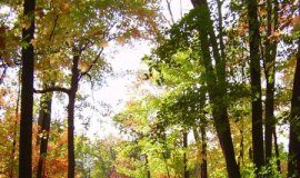 Research: Availability of nitrogen to plants is declining as climate warms —