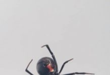 Tech: ‘Modified micelle theory’ may allow scientists to create equally strong synthetic materials — (Report)