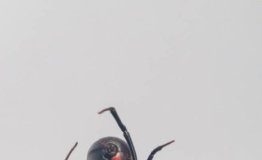 Tech: ‘Modified micelle theory’ may allow scientists to create equally strong synthetic materials — (Report)