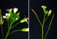 Research: Overspending on defense arsenal bankrupts a plant’s economy —