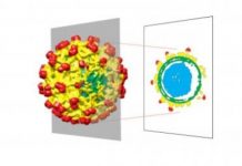 Research: By performing asymmetrical reconstructions of icosahedral viruses with cryo-EM, researchers have uncovered new details in the virus structure —