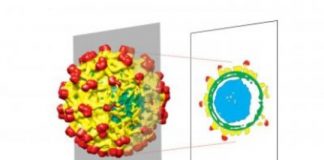 Research: By performing asymmetrical reconstructions of icosahedral viruses with cryo-EM, researchers have uncovered new details in the virus structure —