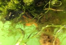 Research: How microplastics, marine aggregates and marine animals are connected —