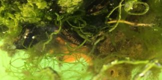 Research: How microplastics, marine aggregates and marine animals are connected —