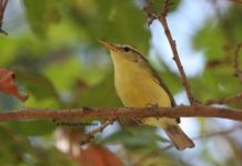 Research: Genomic analysis helps in discovery of unusual new bird species from Indonesia —