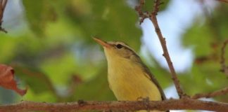 Research: Genomic analysis helps in discovery of unusual new bird species from Indonesia —