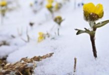 Research: Changes in snow coverage threatens biodiversity of Arctic nature —