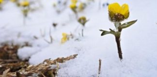 Research: Changes in snow coverage threatens biodiversity of Arctic nature —