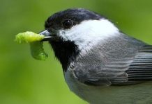 Research: Non-native plants in homeowners’ yards endanger wildlife —