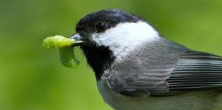 Research: Non-native plants in homeowners’ yards endanger wildlife —