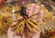 Research: 'Himalayan gold' on the brink