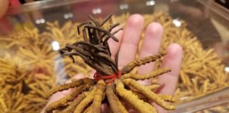 Research: 'Himalayan gold' on the brink