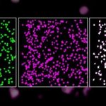 Study: Neurons reliably respond to straight lines — (Details)