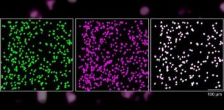 Study: Neurons reliably respond to straight lines — (Details)