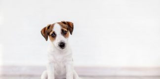 Research: New study finds ‘timing cells’ in the brain may underlie an animal’s inner clock —